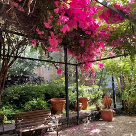 The Garden